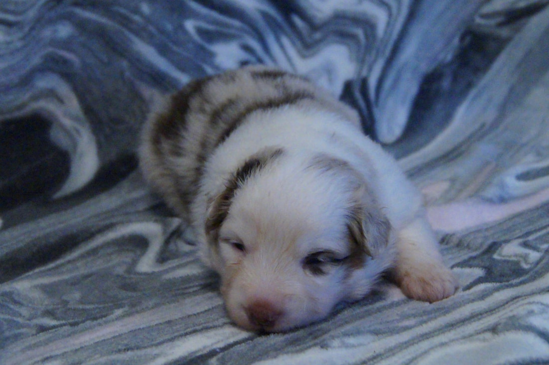 carousel chooser